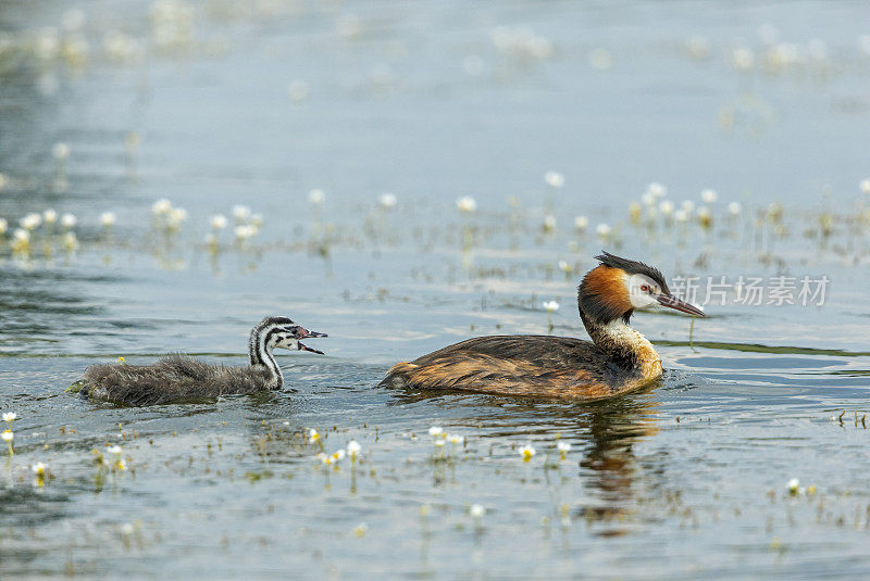 年轻和成年的大凤头grebe (Podiceps cristatus)